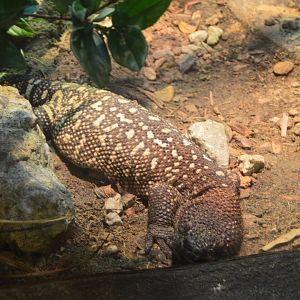 Range of the Jaguar/Lost Temple - Rio Fuerte Beaded Lizard