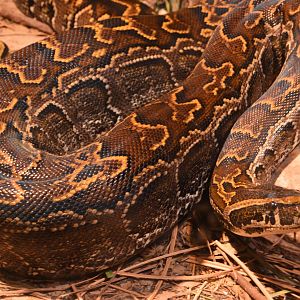 Africa/Reptiles of the Seronera - African Rock Python