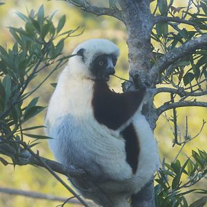 African Forest - Coquerel's Sifaka