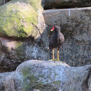Common Moorhen