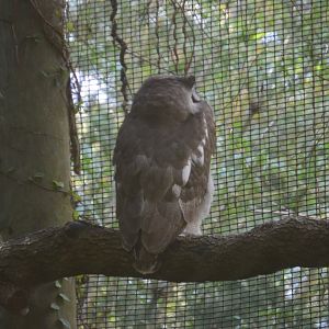 River Valley Aviary - Verreaux’s Eagle Owl