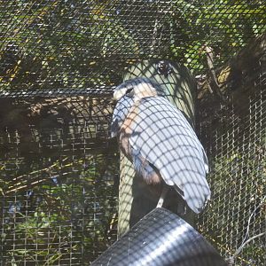 River Valley Aviary - Boat-billed Heron