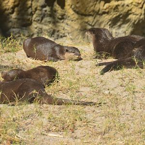 Asia - Asian Small-clawed Otter