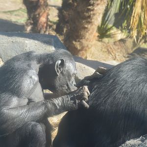 African Forest - Bonobo