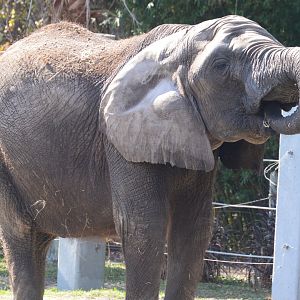 Africa - African Bush Elephant