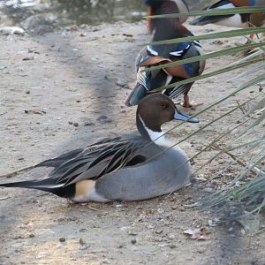 Northern Pintail.