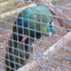 Green Peafowl