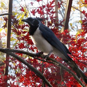 Black-throated Magpie-jay