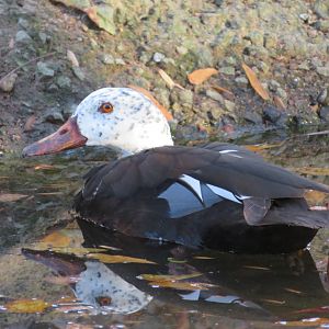 White-winged Duck