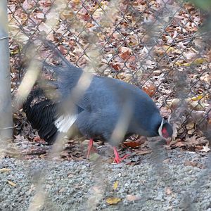 Blue Eared-Pheasant