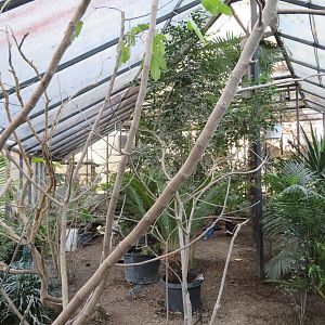 Wings of the Tropics