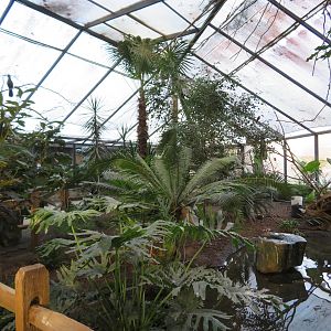 Wings of the Tropics