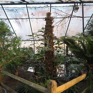 Wings of the Tropics