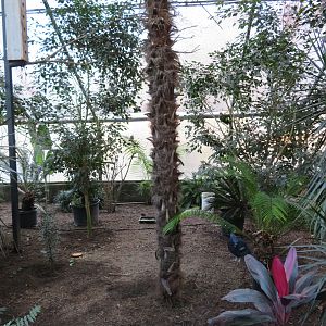 Wings of the Tropics