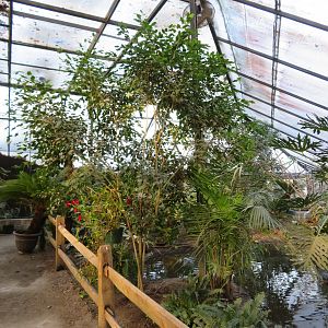 Wings of the Tropics