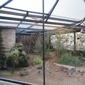 Ruff and White-rumped Shama Enclosure
