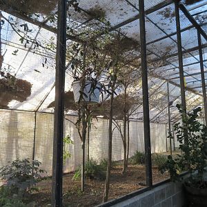 African Fish Eagle Enclosure