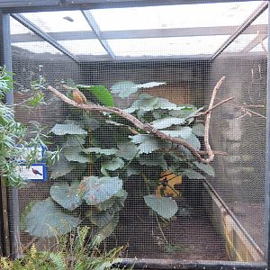 Fawn-breasted Bowerbird Enclosure