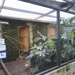 Plush-crested Jay Enclosure