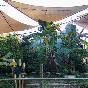 Jan. 2022 - Land of the Tiger - Rhinoceros Hornbill Exhibit