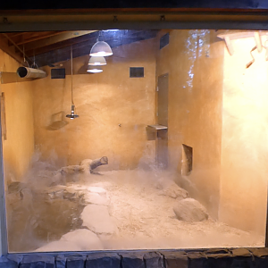 Jan. 2022 - Land of the Tiger - Komodo Dragon Indoor Exhibit