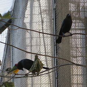 Brown-headed Cowbirds