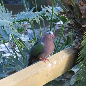 Gray-capped Emerald Dove
