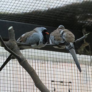 Namaqua Doves