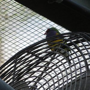 Gouldian Finch
