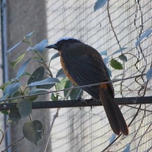 Snowy-headed Robin-chat