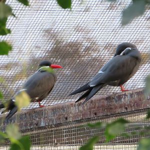 Inca Terns