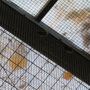 Black-rumped Waxbills