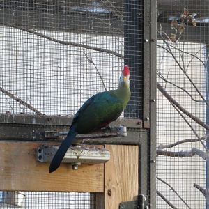 Red Crested Turaco