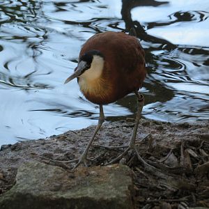 African Jacana
