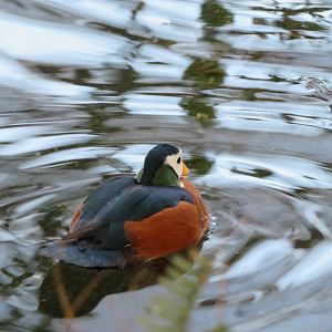 African Pygmy Goose