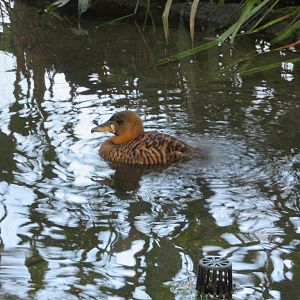 White-backed Duck