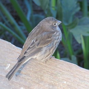 House Finch?