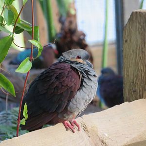 Crested Quail Dove