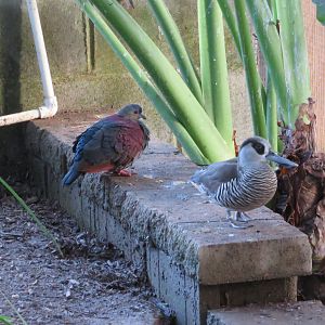 Pink-eared Duck and Crested Quail Dove