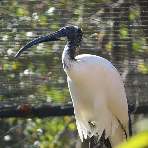 African Sacred Ibis