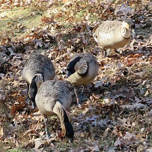 Nene (Hawaiian Goose) Flock