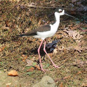 Black-necked Stilt
