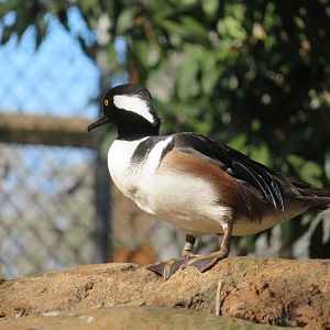 Hooded Merganser