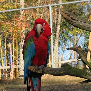Red-and-Green Macaw