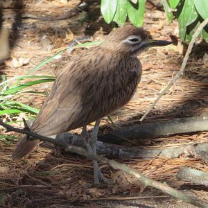 Senegal Thick-knee