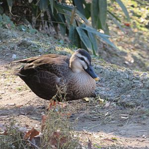 Chinese Spot-billed Duck