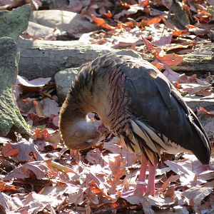 Plumed Whistling Duck