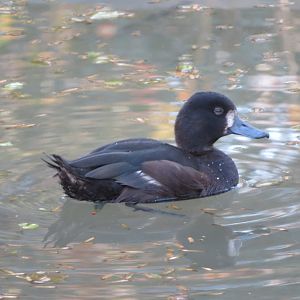New Zealand Scaup