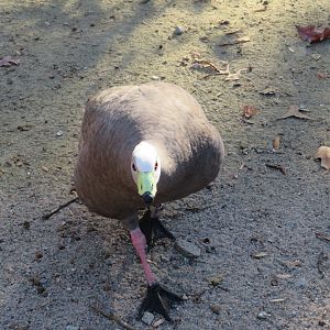 Cape Barren Goose
