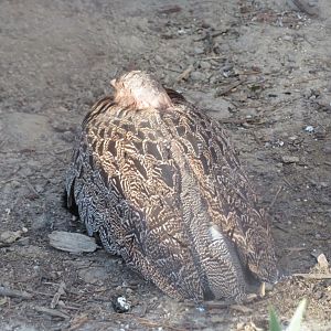 Buff-bellied Bustard